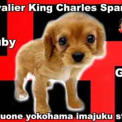 【 キャバリア 】希少なルビーカラー！圧倒的な可愛さを持つプリンセス降臨！