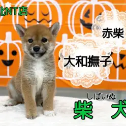 【 柴犬 】小さな大和撫子！赤柴の女の子！