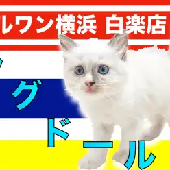 【 ラグドール 】愛しさと美しさを兼ね揃えた！穏やかで優しい性格の大型猫を紹介！