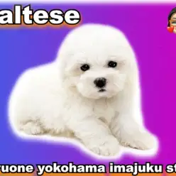 【 マルチーズ 】純白を守り続ける名犬！スペシャルウェディングカラー短足男子登場