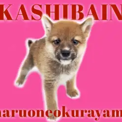 【 柴犬 】愛嬌たっぷりマイペースな性格の持ち主！赤毛のシバ！！