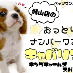 【 キャバリア・キングチャールズ・スパニエル 】みんなを癒すおっとりドッグ