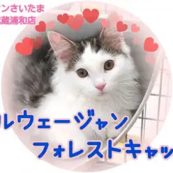 【 ノルウェージャンフォレストキャット 】愛されノルくんの魅力を大公開!