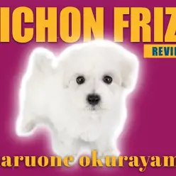 【 ビションフリーゼ 】白き短足系フレンドリーわんこならこの子で決まり！