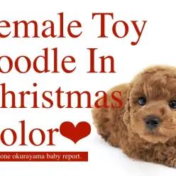 【 トイプードル 】燃えるような真っ赤な被毛！クリスマスカラーの美女現る！