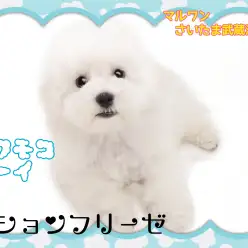 【 ビションフリーゼ 】爆毛ヘア!アフロにするならこの子に決まり!