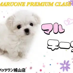 【 マルチーズ 】奇跡の可愛さ！最高峰のマルチーズをご紹介します！