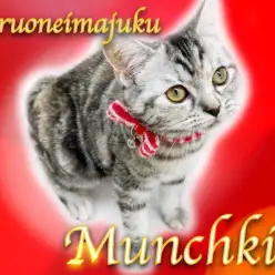 【 マンチカン 】犬と猫との多頭飼いもOK！超フレンドリーなアクティブガール！