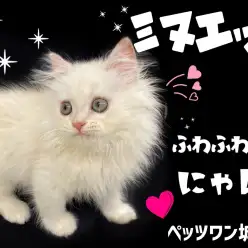 【 ミヌエット 】新雪のような美しさでありながら触ればあたたかい甘えん坊猫