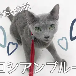 【 ロシアンブルー 】初めての方に絶対オススメ！！犬みたいな性格の猫！？