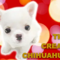 【 チワワ 】ホワイトクリスマスの申し子！おっとりマイペースなミラクルガール！