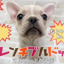 【 フレンチブルドッグ 】ぶちゃかわNo.1超甘えん坊GIRLが下丸子店に降臨！