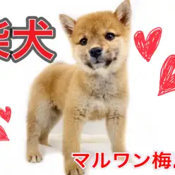 【 柴犬 】茶色い被毛の女の子！子犬の頃のしつけも教えます！