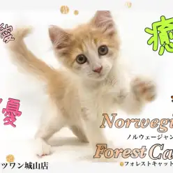 【 ノルウェージャンフォレストキャット 】膝の上が温かい！抱きしめたくなる猫