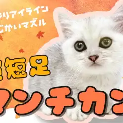 【 マンチカン 】超短足マンチカン登場！おめめパッチリ猫界のアイドル