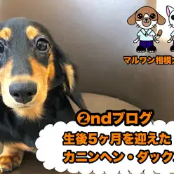 【  カニンヘンダックスフント 】生後5ヶ月の超絶フレンドリー遊び大好きわんこ！