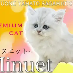 【 ミヌエット 】2021年大人気!短足とゴージャスな被毛を持つプレミアム猫!