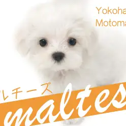 【 マルチーズ 】横浜元町・ホワイトわんこの代名詞！グルーミングも解説！