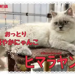【 ヒマラヤン 】猫さんの初めての迎えは、ヒマちゃんがオススメ！第二弾
