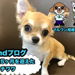 【 チワワ 】生後5ヶ月を迎えた表情豊かな元気いっぱいのチーたん！