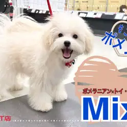 【 ミックス犬 】ボリュームたっぷりスクエアボディーのハンサムBOY