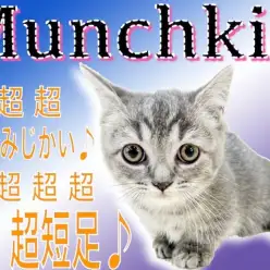 【 マンチカン 】初心者必見ニャンコ！超短足ならではの可愛すぎる仕草に注目！