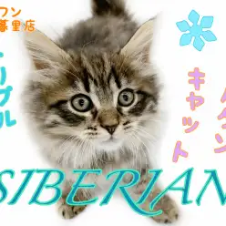 【 サイベリアン 】東日暮里店初登場！！アレルギーが出にくい大注目キャット！