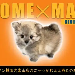 【 MIX 】ポメラニアンとマルチーズの摩訶不思議なポメマルちゃん女の子登場！