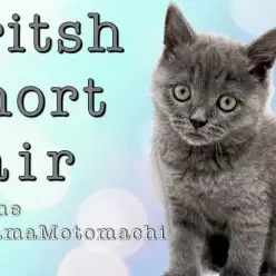 【 ブリティッシュショートヘア 】横浜元町の美しきブルー登場！