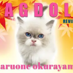 【 ラグドール 】透き通るようなブルーの瞳が美しい白い靴をはいた猫