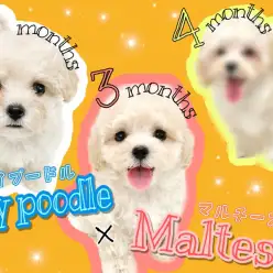 【 MIX 】ワクチンプログラム終了!マルプーちゃんの成長ぶりを大公開!