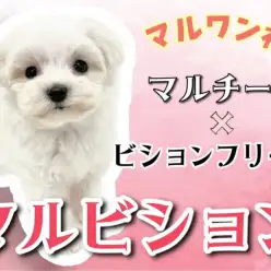 【 MIX 】マルワン初登場！マルチーズとビションフリーゼの希少MIX！
