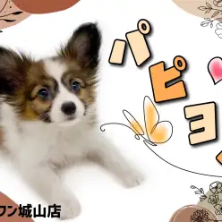 【 パピヨン 】性格抜群！トレードマークはピンっと立ったお耳の元気パピヨン