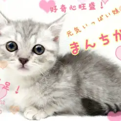 【 マンチカン 】わずか2.5cmの超短足！多頭飼いにもピッタリな女の子！