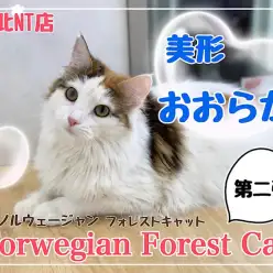 【 ノルウェージャンフォレストキャット 】美形、おおらかノルちゃんの第二弾！