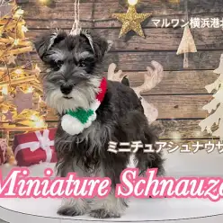 【  Mシュナウザー 】長いまつ毛とシュナウザーカットが似合う女の子の第二弾！