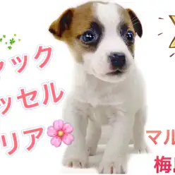 【 ジャックラッセルテリア 】生後60日で480g！小さめサイズの女の子！