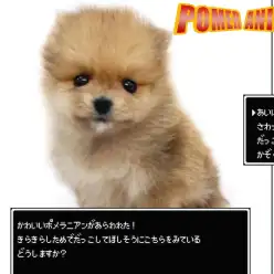 【 ポメラニアン 】狸ポメが現れた！あなたの心をパルプンテ！ベホマ級の癒やし！