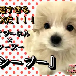 【 MIX 】両親はトイプードルとシーズー！元町の超絶可愛いぬいぐるみDog！
