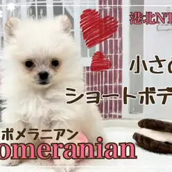 【 ポメラニアン 】小さめ！毛量たっぷりショートボディの男の子！