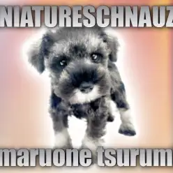 【 ミニチュアシュナウザー 】美しきソルト＆ペッパーの女の子をレビュー！