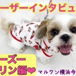 【 ユーザーレビュー 】シーズーとの生活ポイントを赤裸々にインタビューしてみた！