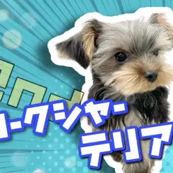 【 ヨークシャーテリア 】パピートレーニング修了!生後5か月の優秀な姿をご覧あれ