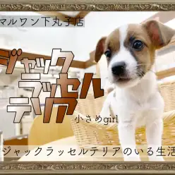 【 ジャックラッセルテリア 】キャンプの相棒はこの子で決まり！可愛いプリンセス！