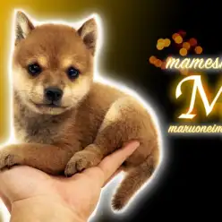 【 豆柴 】生後62日で780g！和犬ビギナーにオススメな手乗りプレミアム！