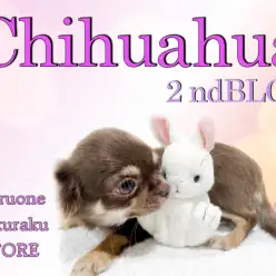 【 チワワ 】生後120日で体重1.2kgの小さめサイズの女の子に成長中!