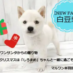 【 豆柴 】プレミアム白豆柴が登場！！可愛い顔に小さめボデイは必見！