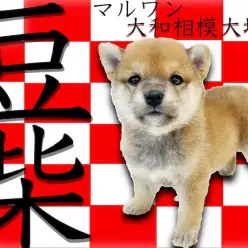【 豆柴 】ルックス良し！性格良し！理想を詰め込んだプレミアムの小さな日本犬！