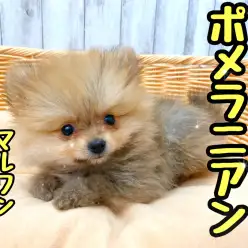 【 ポメラニアン 】小さめたぬきポメが衝撃デビュー！可愛すぎる顔に悶絶必至！