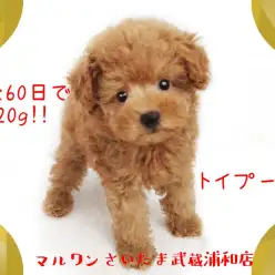 【 トイプードル 】生後60日で520g！小さめサイズの飼いやすい点をご紹介！